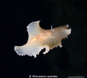 Marine worm Paraplanocera by Athanassios Lazarides 